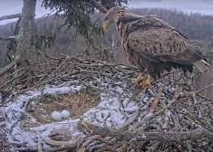 Tuvākajās dienās noskaidrosies, vai ligzdā tiks izdēta arī trešā ola.