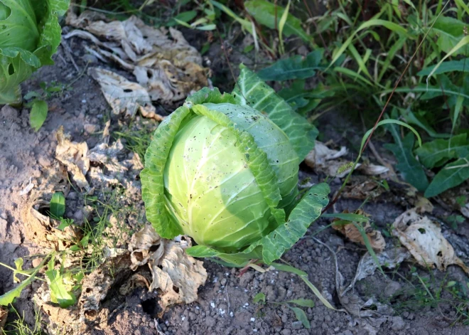 Kā izaudzēt izcilu ražu, ja saule uzspīd tikai daļēji