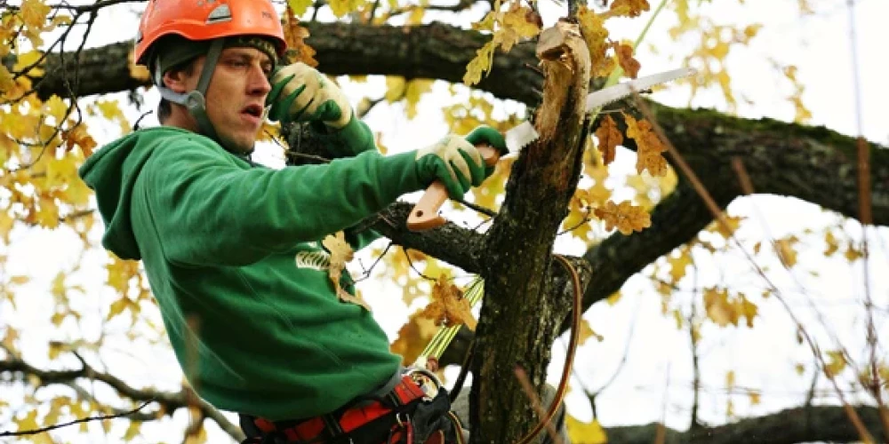 “Arborisms ar televīzijas darbu viens otru neviļus papildina. Esmu pārliecināts, ka cilvēkam vajag vismaz divas pilnīgi atšķirīgas aizraušanās ārpus darba," saka Uģis Joksts.