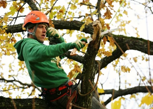 “Arborisms ar televīzijas darbu viens otru neviļus papildina. Esmu pārliecināts, ka cilvēkam vajag vismaz divas pilnīgi atšķirīgas aizraušanās ārpus darba," saka Uģis Joksts.