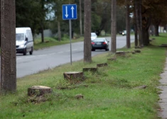 Zemkopības ministrija grasās atvieglot koku ciršanu ārpus meža, neuzklausot vides ekspertu viedokli