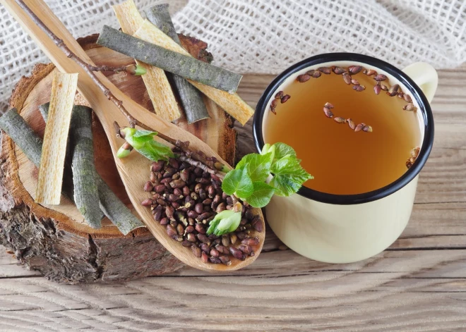 Mizas un pumpuri veselībai - īstais laiks tos vākt ir tieši tagad