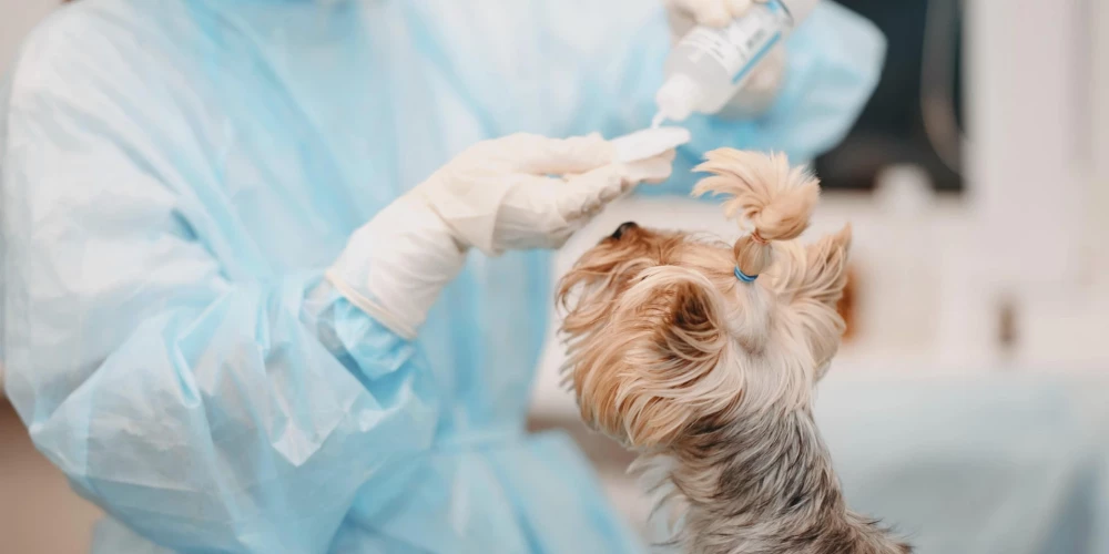 PVD atzīmē, ka bezmaksas analīzes, kuras parasti maksā vairāk nekā 40 eiro.