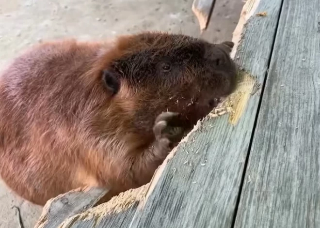 VIDEO: par soctīklu zvaigzni kļūst bebrs, kurš vienā mierā grauž soliņu