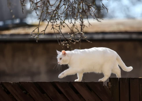 Latviju šķērso siltā fronte.