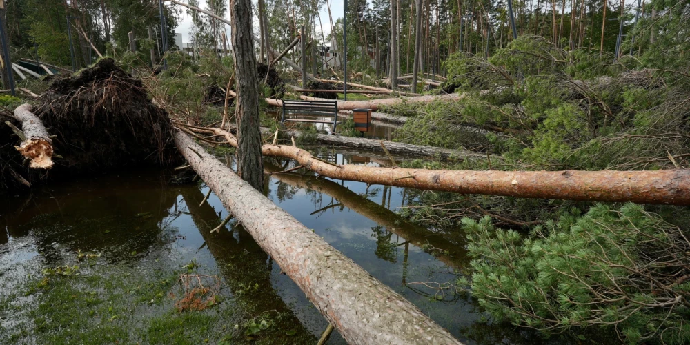 Поваленные деревья так и лежат.