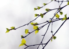 Mēneša pirmās dekādes vidējā gaisa temperatūra valstī sasniedza +4,5 grādus.