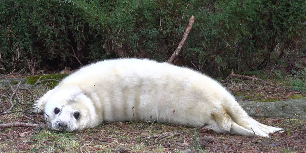 Par piemērotāko roņu meitenes vārdu tika izvēlēts Alises Benhenes un Pētera Pastara piedāvātais vārds – Pērle. 