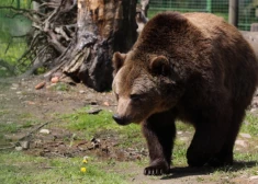 Pieaug bažas par lāču skaitu Latvijā – ministrs apsver iespēju samazināt to skaitu