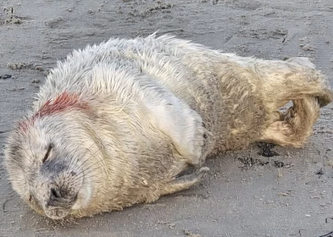 Brīvi skraidoši suņi apdraud roņus – divi jau smagi ievainoti