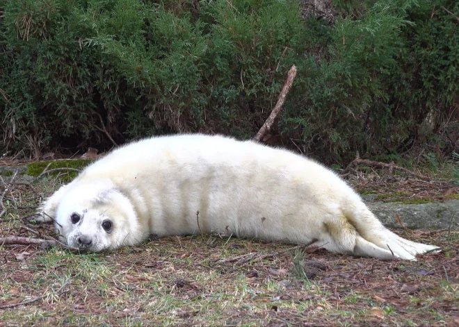 Mazā Pērle atgriezīsies jūrā – Rīgas zoodārzā dzimušo roņu meiteni palaidīs Baltijas jūrā