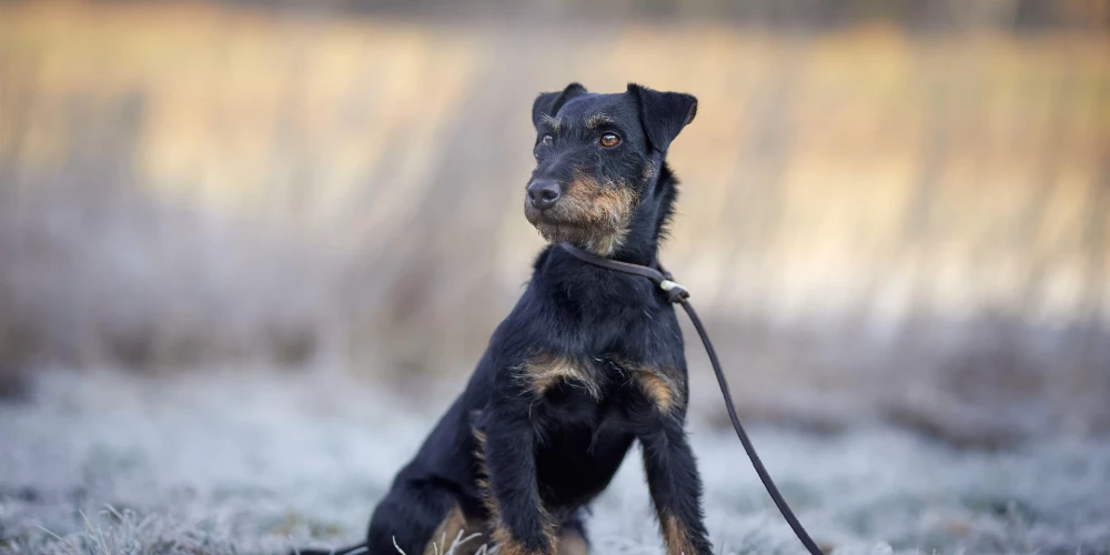 Aivja gadījums nav vienīgais - arī Ingus atklāj, ka viņš Līgatnes pusē šogad zaudējis divus jagdterjerus.