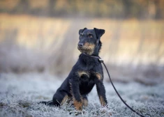 Aivja gadījums nav vienīgais - arī Ingus atklāj, ka viņš Līgatnes pusē šogad zaudējis divus jagdterjerus.