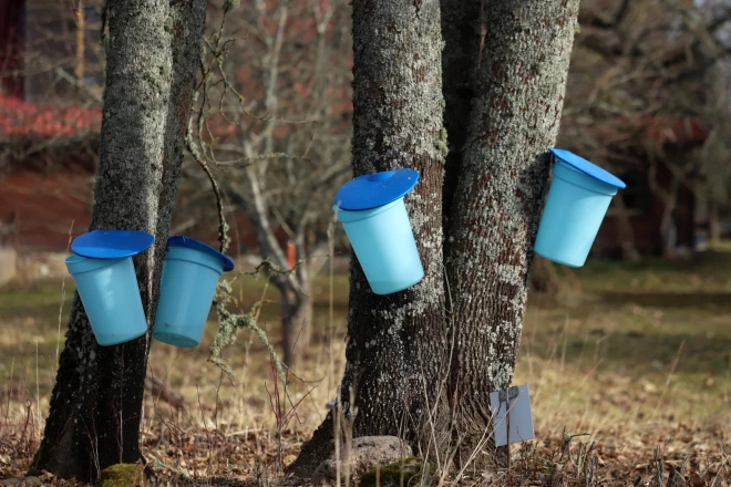 Labanovsku ģimene – Līvija Letīcija un Ervins, kuriem šeit pieder apmēram 37 hektāri zemes un jaunas idejas aug kā sēnes pēc lietus.