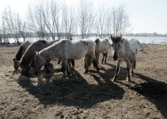 Zirgu ganāmpulkam Lielupes palienes pļavās Jelgavā pievienojušies trīs kumeliņi