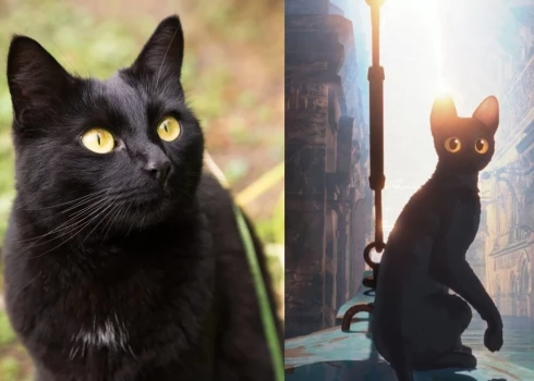 Daudzi mājās vēlas "Straumes" kaķīti.