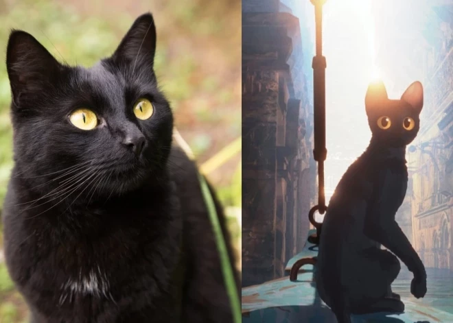 Pēc “Straumes” panākumiem Brazīlijā strauji pieaudzis melno kaķu adopciju skaits