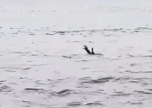 Pavirši skatoties, tik tiešām var padomāt, ka ūdenī ir slīkstošs cilvēks (ekrānuzņēmums no video)