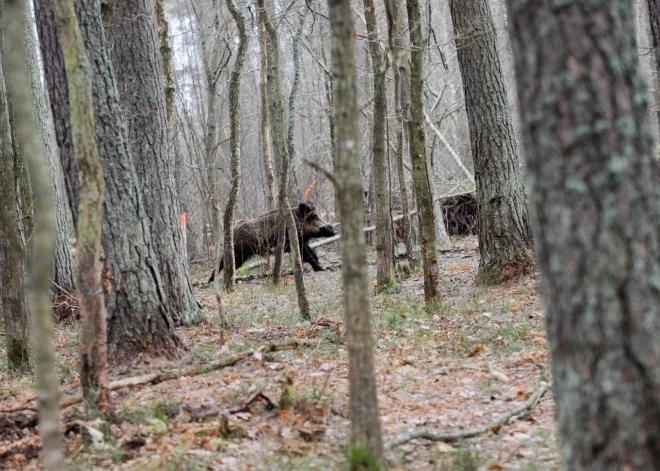 За сообщения о мертвых кабанах в Латвии больше не платят - болезнь уже распространилась
