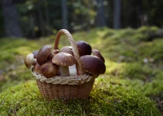 Latvijas Dabas muzeja mikoloģe Inita Dāniele skaidro, ka sēnes droši var gan griezt, gan raut ārā ar rokām.