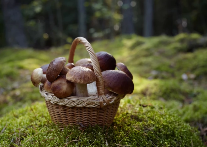 Kā labāk – sēni griezt vai raut? Atbild mikoloģe