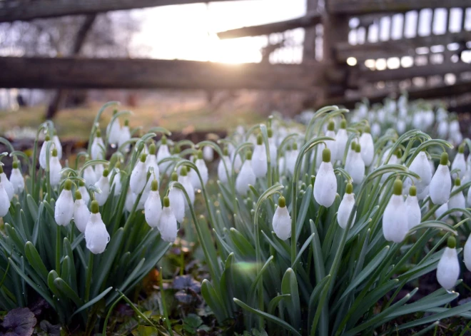 Середина марта в Латвии была на 1,4 градуса теплее нормы; был побит национальный рекорд