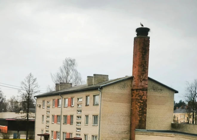 Stārķi atgriežas Latvijā – pirmie novērojumi Rūjienā un citviet