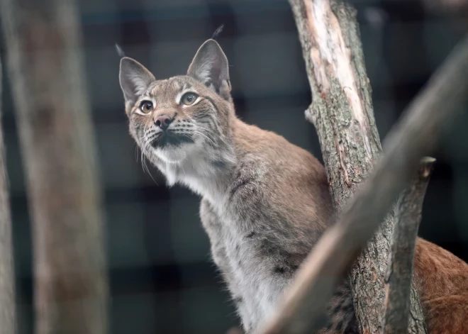 "Горожане, не радуйтесь, вы тоже не будете в безопасности!" Эксперт предупреждает об увеличивающейся в Латвии угрозе