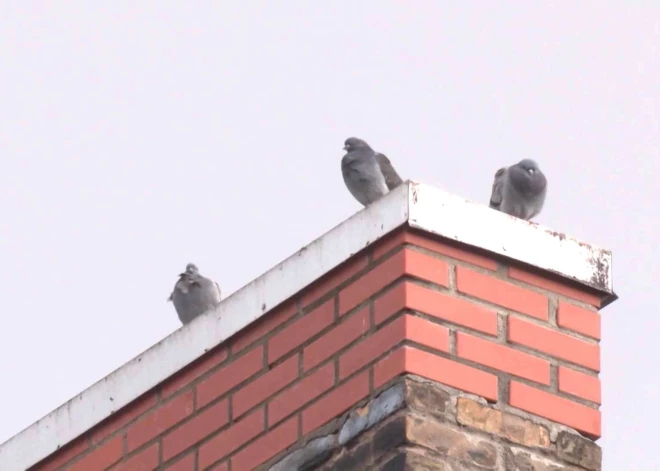 Aizcērtot bēniņu lūkas, strādnieki neskaitāmus baložus Olainē nolemj mokošai nāvei