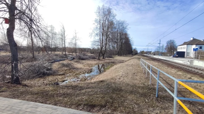 “Latvijas dzelzceļš” ceturtdien pie Smārdes dzelzceļa stacijas sāka izcirst bērzus, jo tie esot pārāk šķībi un līki. Pagasta pārvalde “nāves zāģi” izslēdza vien pēc 18 bērzu nozāģēšanas.