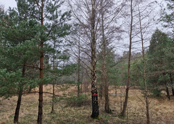 Jaunas kabeļlīnijas izbūvei Liepājā plāno nocirst teju 50 koku