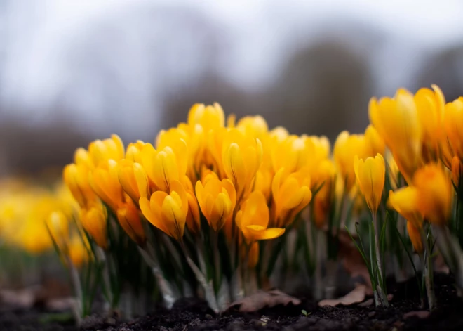 Sestdien vietām var iesilt līdz pat +17 grādiem