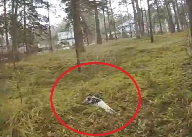 ВИДЕО: в Вецаки заблудился детеныш тюленя - его нашли примерно в километре от моря