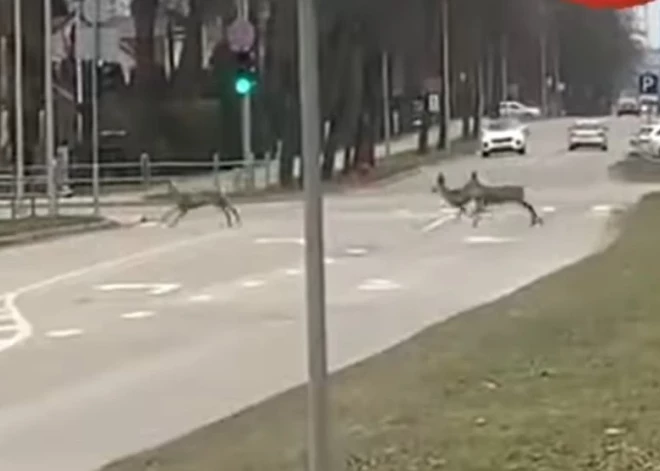ВИДЕО: в Елгаве на дорогу выбежали косули