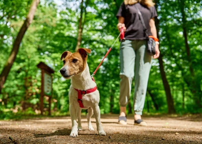 Rīgā izstrādāti jauni noteikumi mājdzīvnieku turēšanai: mainīsies arī suņu staidzināšana