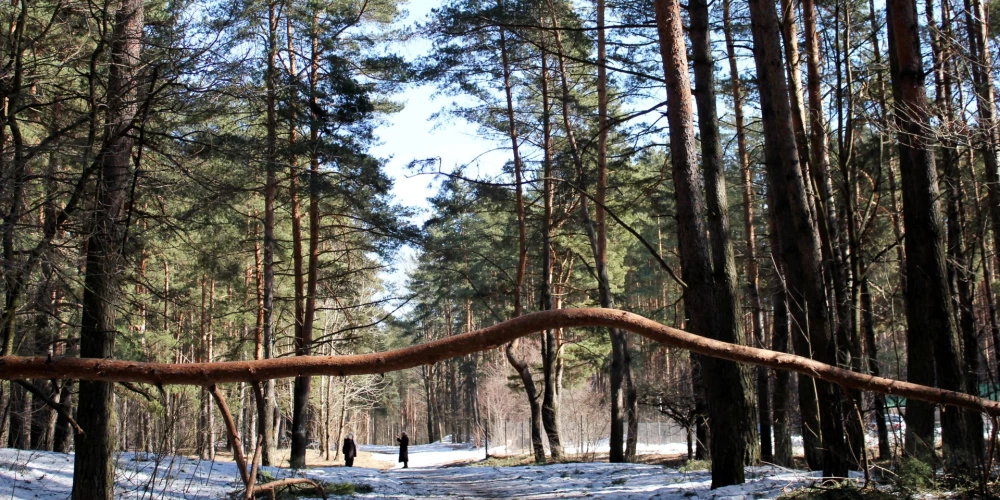 CSDD un “Rīgas meži” atklās jaunu orientēšanās poligonu Biķernieku mežā