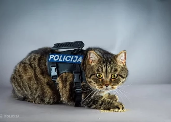 Kaķi policijā un šprotu popkorns – par ko 1. aprīlī joko Latvijā?