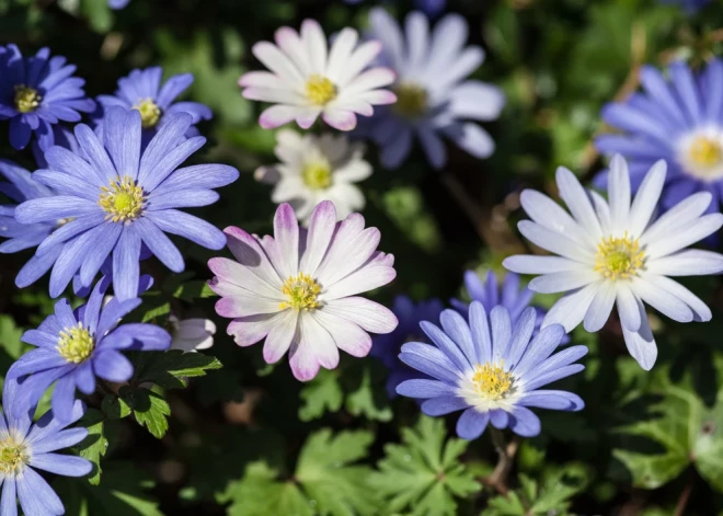 Īsts pavasara ziedu paklājs - kā savā dārzā izaudzēt jaukās anemones