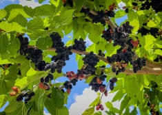 Zīdkoks Latvijas dārzā – kā šo eksotisko brīnumu stādīt, audzēt un izmantot