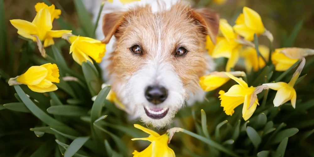 Suns narcisēs.