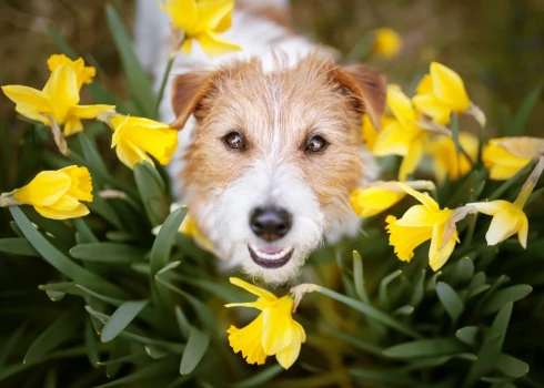 Suns narcisēs.