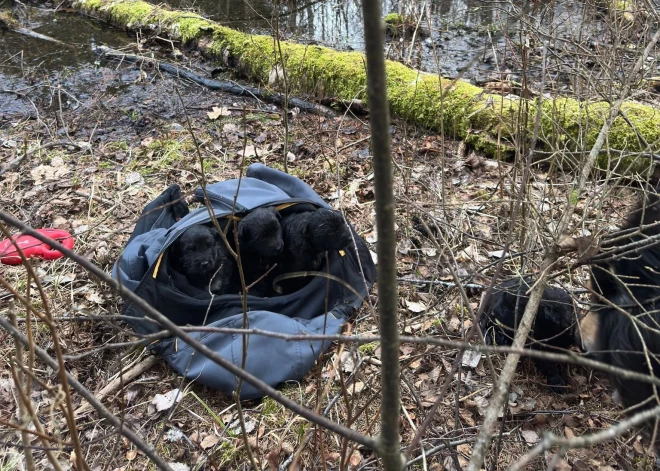 "Cilvēk? Diezin vai lapsa šos sabāza maisā..." Ar sirdi plosošu ierakstu dalās Madonas dzīvnieku patversme