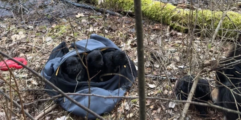 Беззащитных щенков бросили умирать в лесу в закрытой сумке.