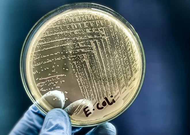 Эксперты: расследование заражения E. coli сопровождается ошибками и промедлением