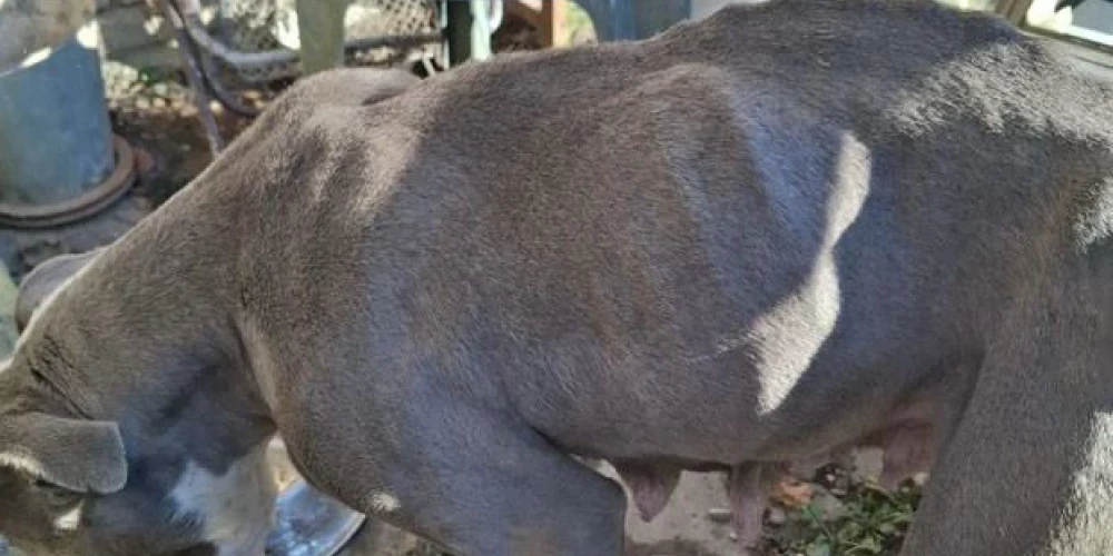 Viens no briesmīgos apstākļos turētajiem suņiem (foto: Pārtikas un veterinārais dienests)