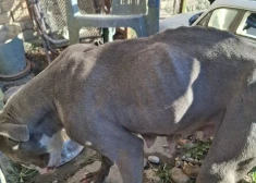 Viens no briesmīgos apstākļos turētajiem suņiem (foto: Pārtikas un veterinārais dienests)