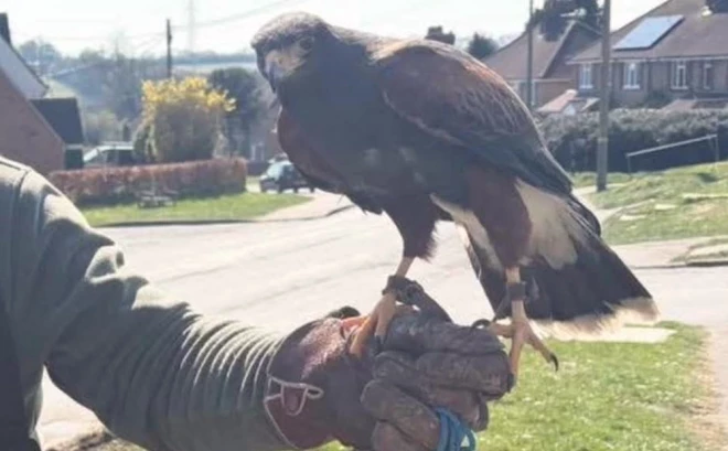 Vanags, kas vairākas nedēļas terorizēja mierīgu Anglijas ciematu, beidzot tika notverts.