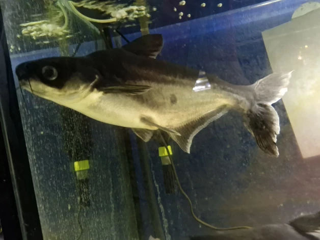 Zaigojošās haizivis pašlaik ir apmēram 40 centimetru garas, bet zooveikalā solīts, ka būs tikai desmit centimetru. Izauga divreiz lielākas, sāka triekties akvārija stiklā, uzsita sev brūces.