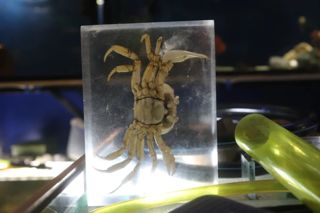 Krabis Mākonis bija pamests dzīvoklī viens pats veselu mēnesi, smieklīgi mazā akvārijā, ūdens smirdēja pēc cigaretēm.