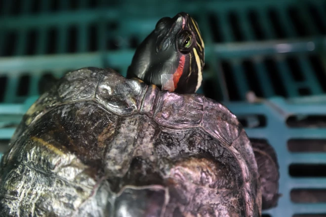 Sarkanausu bruņrupucis Zigis agrāk dzīvoja restorānā un ēda ļoti neveselīgi – barots pat ar frī kartupeļiem.